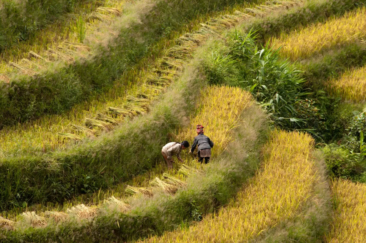 Goldene Reisterrassen zur Erntezeit bei Sapa