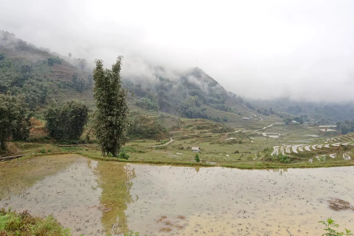 Reisfelder bei Sapa mit Nebel über den Hügeln